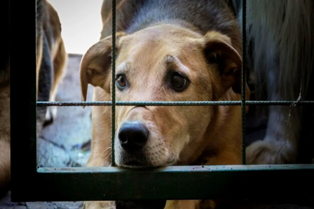 Coreia Do Sul Aprova Lei Que Pro Be Consumo E Venda De Carne De Cachorro